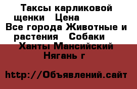 Таксы карликовой щенки › Цена ­ 20 000 - Все города Животные и растения » Собаки   . Ханты-Мансийский,Нягань г.